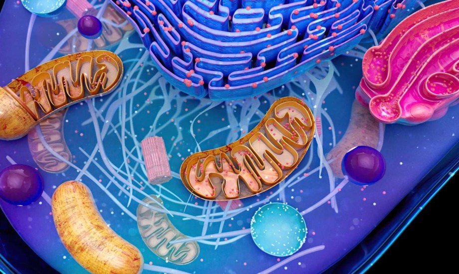 كيف يمكن علاج مرض الميتوكوندريا POLG؟