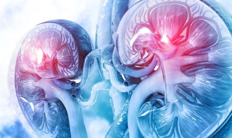 دواء Fabhalta لعلاج التهاب كبيبات الكلى