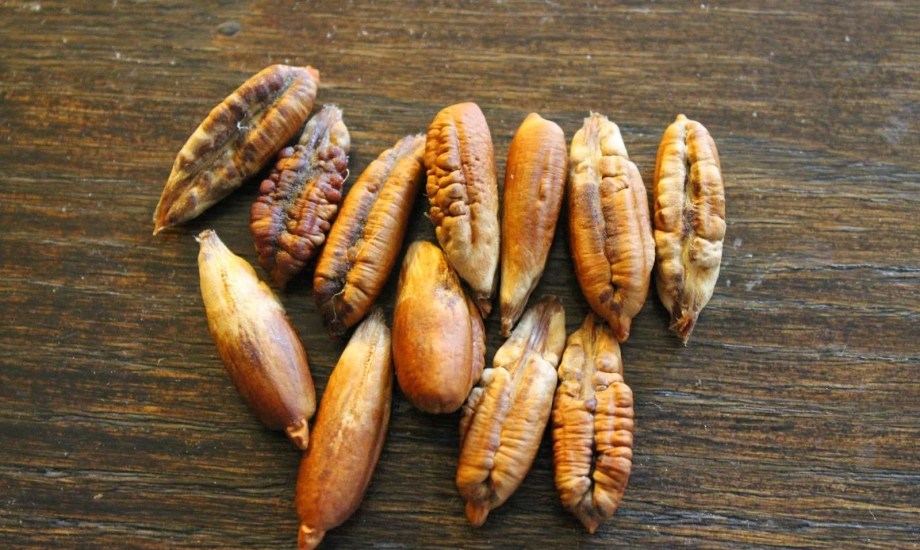 فوائد  نواة التمر