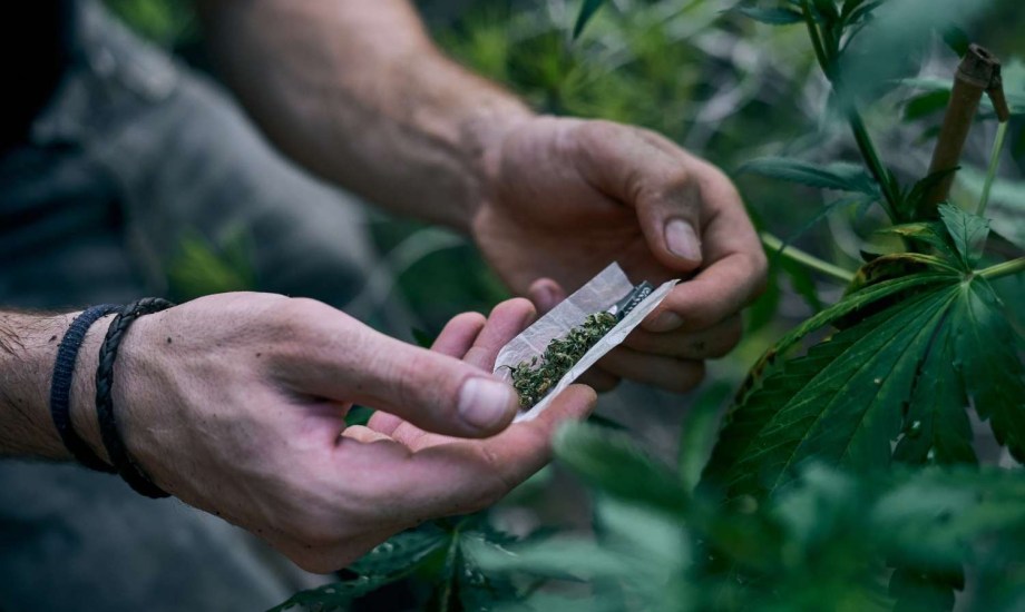 هل يؤثر الحشيش على هرمون الذكورة؟