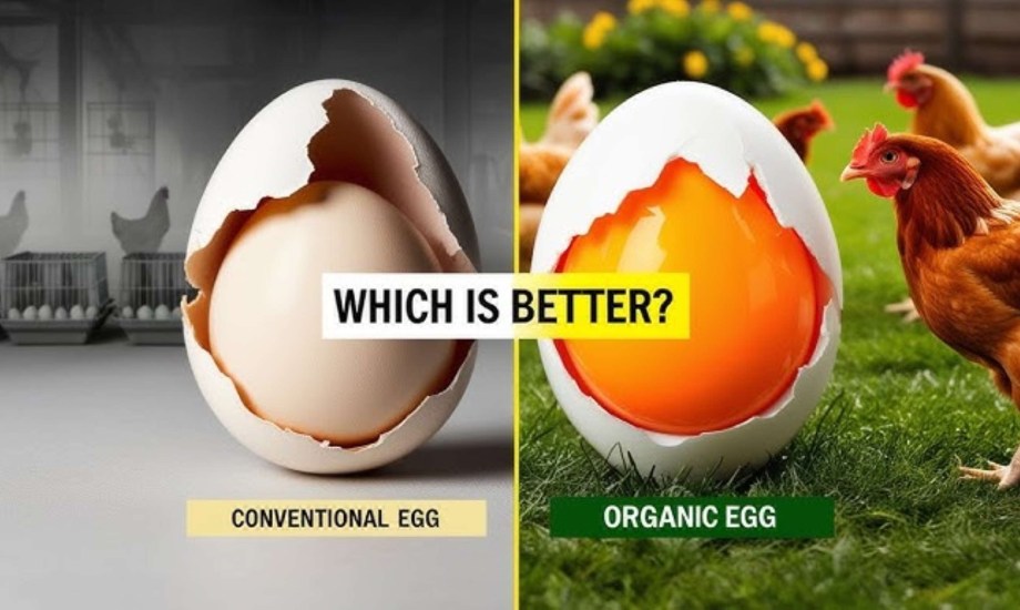 البيض الحر أم التقليدي.. أيهما أكثر صحة؟