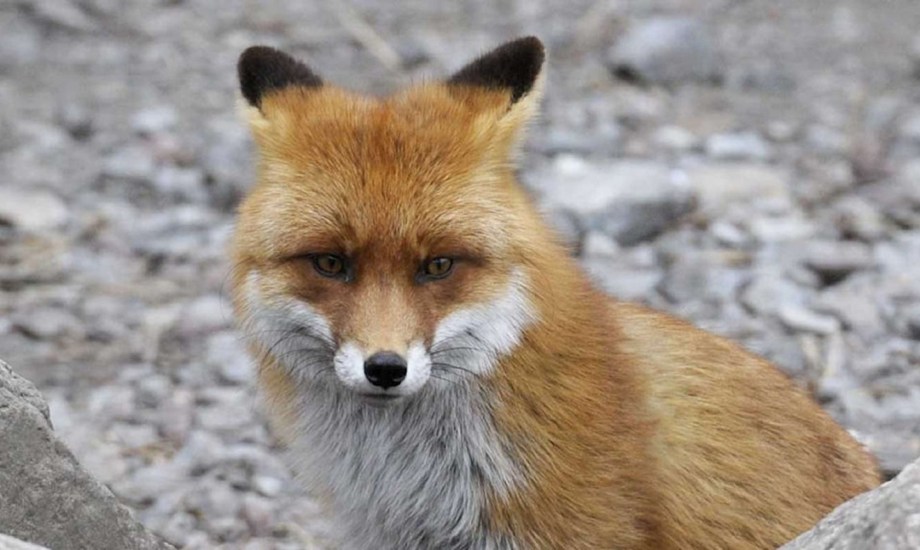 طفيلي قاتل يتسلل من الثعالب إلى البشر