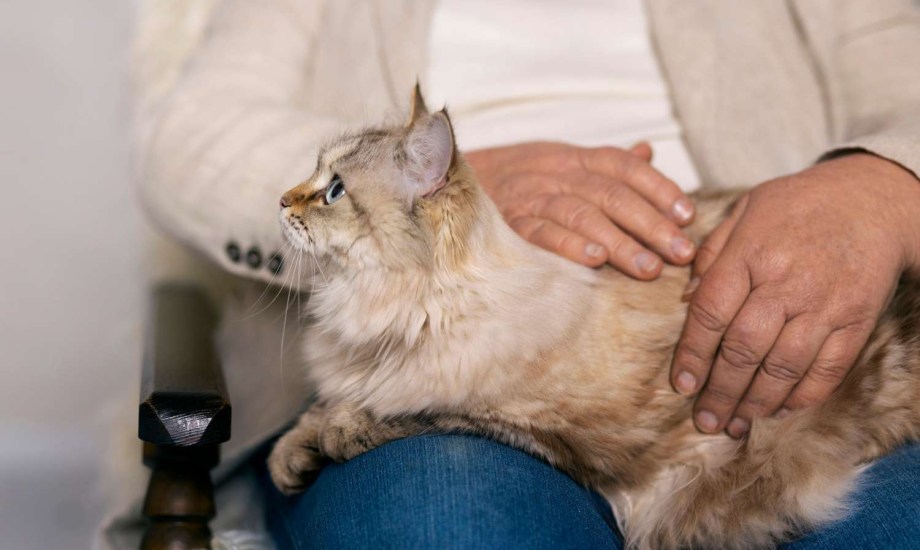 ما علاقة القطط بداء المقوسات عند البشر؟