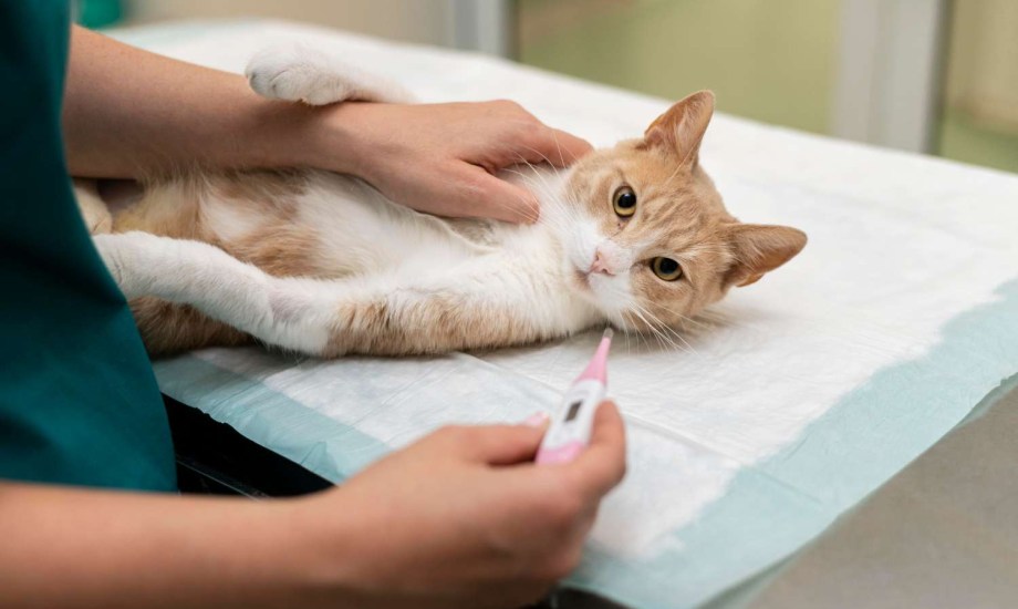 كيف تحمي نفسك من داء المقوسات أثناء الحمل؟