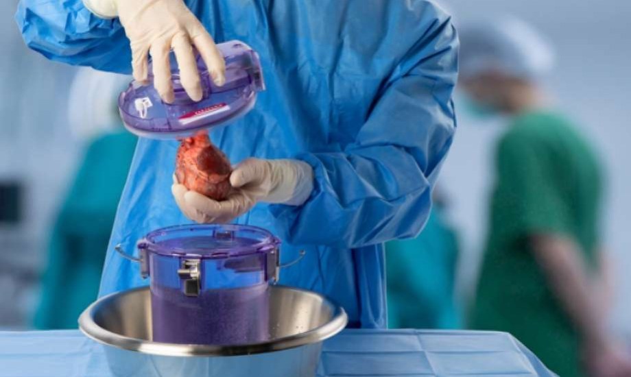 اكتشاف علمي يطيل عمر القلوب المحفوظة للزراعة