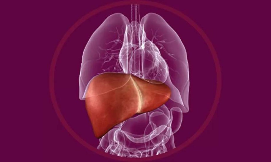 دليل شامل عن أمراض الكبد