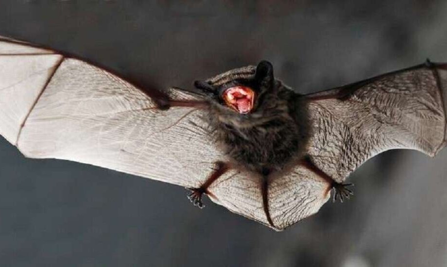 اكتشاف فيروس نادر في خفاش يسبب الإصابة بداء الكلب