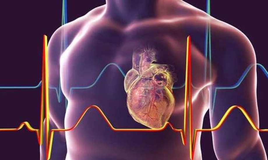 مفاجأة علمية غير متوقعة: قلبك قد يكون أكبر من عمرك الحقيقي