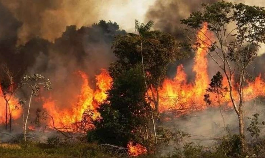 دخان الحرائق يخترق الخلايا المناعية ويعيد برمجتها