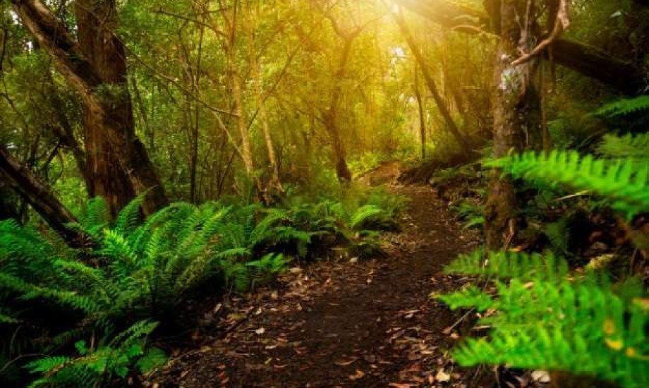 كيف يحمي الحفاظ على الأمازون صحتنا من الأمراض؟