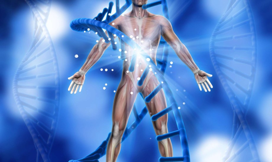 فقدان الوزن يعيد تنشيط خلايا الجسم