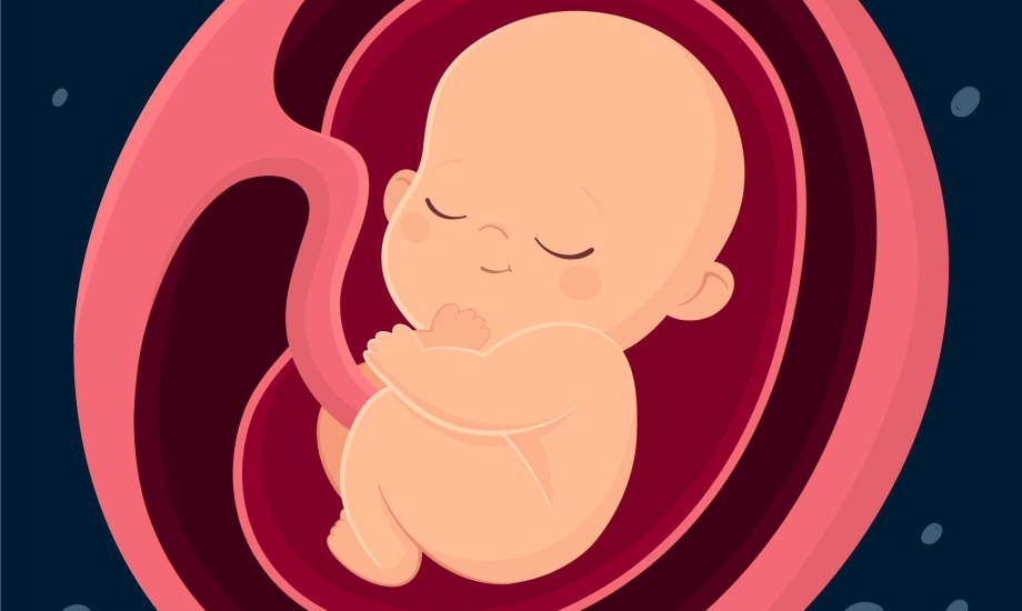 كيف تعيش خلايا الجنين داخل جسم الأم؟