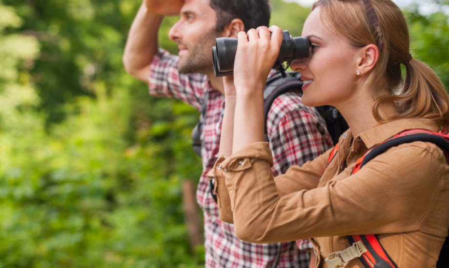 مراقبة الطيور