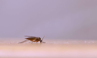 باعوضة النمر تنقل حمى الضنك