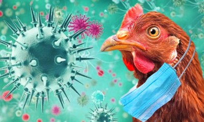 فيروس إنفلونزا الطيور H5N1