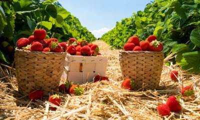 الفراولة الأكثر احتواءً على المبيدات الحشرية