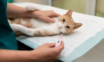 كيف تحمي نفسك من داء المقوسات أثناء الحمل؟