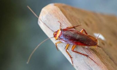 9 علامات تدل على إصابتك بعدوى الصراصير