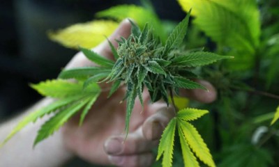 اضطراب تعاطي القنب قد يزيد خطر أورام الفم بنسبة 3 أضعاف