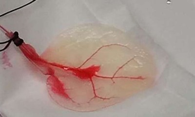 تحويل أوراق السبانخ إلى هياكل حيوية