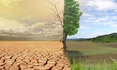 تدهور الغطاء الشجري يضعف نتائج الطلاب في الاختبارات