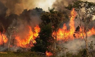 دخان الحرائق يخترق الخلايا المناعية ويعيد برمجتها