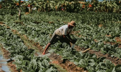 توصيات علمية لحماية عمال المزارع من أمراض الكلى المزمنة