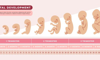 مراحل تكون الجنين