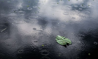 تفاعل التربة مع حبات المطر ينتج رائحة مميزة