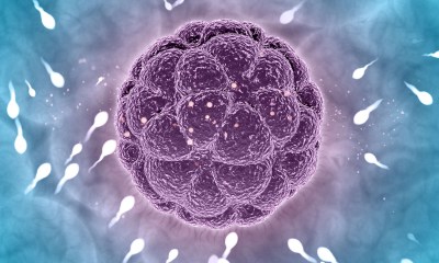 الحيوانات المنوية