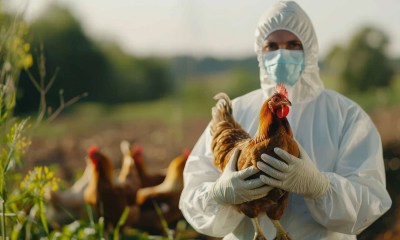 مكافحة إنفلونزا الطيور