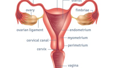 الجهاز التناسلي الأنثوي