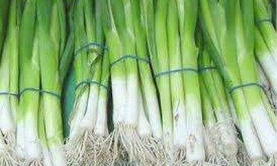 البصل الأخضر