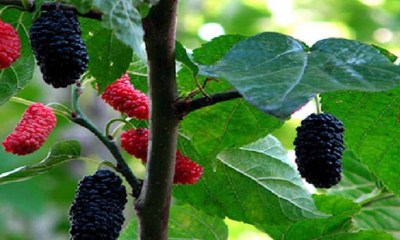 أوراق التوت