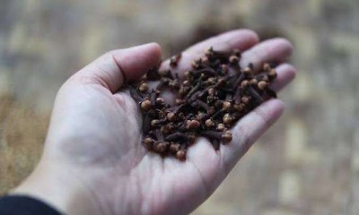 فوائد القرنفل للرجال