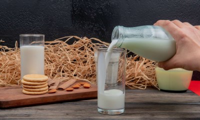 تجنب شرب حليب الإبل غير المبستر