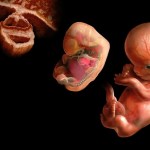 متى يتطور دماغ الجنين؟