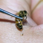 سم النحل علاج طبيعي لتجاعيد البشرة وتحسين نضارتها