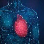 ابتكار رقعة خلايا جذعية لإصلاح تلف القلب