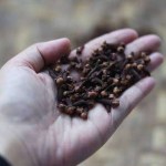 فوائد القرنفل للرجال